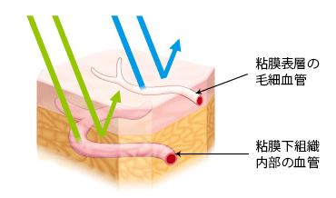 NBI内視鏡の仕組み